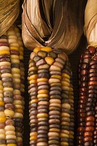 Three multicolored ears of Indian corn