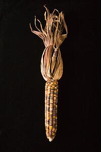 Ear of multicolored Indian corn against black background