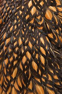 Close-up of feathers of Golden Laced Wyandotte chicken.