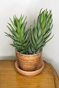 Still life shot of cactus in a pot on wooden table