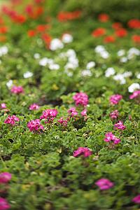 Pink, white, and red Geranium flowers