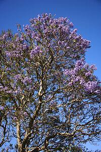 Jacaranda tree blooming with purple flowers against blue sky in Maui, Hawaii