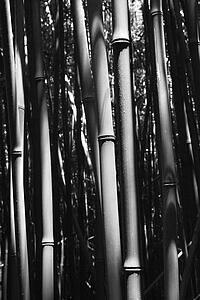 Close-up black and white image of bamboo stalks in Maui, Hawaii