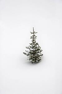 Lone pine sapling in snow