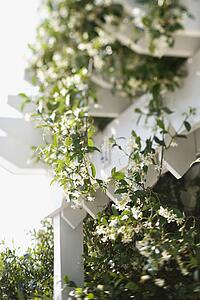Flowering vine growing on white trellis