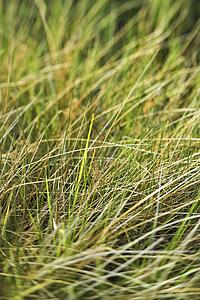Beach grass