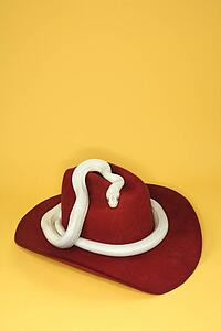 Texas Rat Snake wrapped around cowboy hat