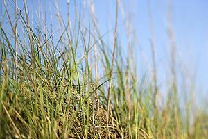 Scenic grass