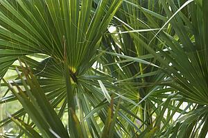 Fan palms