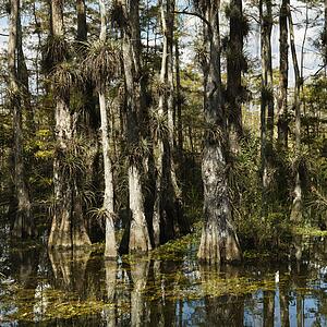 Cypress trees in wetland of Everglades National Park, Florida, USA