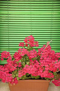 Pink geraniums on window sill with bright green blinds in background