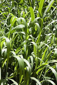 Close-up of long green grass.