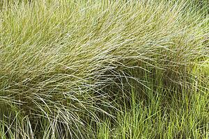 Beach grass