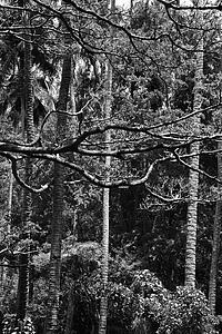 coconut palm trees with textured bark