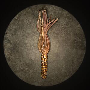 Ear of multicolored Indian corn against concrete background