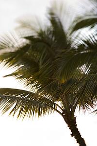 Selective focus close-up of palm tree in Maui, Hawaii, USA.