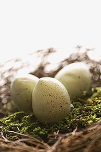 Studio still life of bird's nest with three speckled eggs