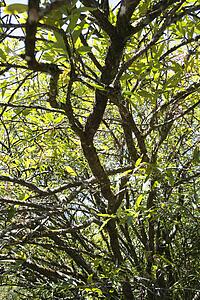 Tree with green leaves in Maui, Hawaii, USA