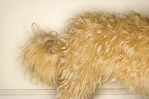 Mixed breed dogs back half