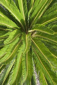 Tropical plant detail