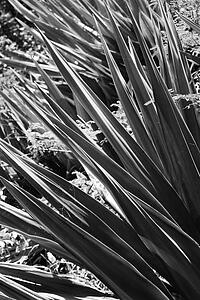 Close-up black and white of yucca plant.