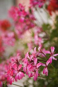 Close-up of pink geraniums.