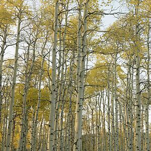 Aspen trees in Fall color in Utah.