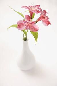 Three pink Alstroemeria lilies in a white vase