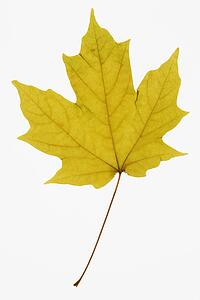 Yellow Sugar Maple leaf against white background