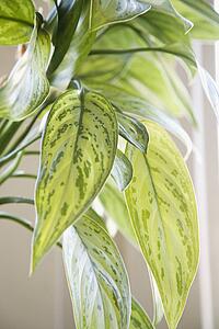 Green leaves of houseplant