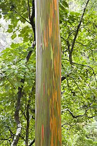 Close-up of Rainbow Eucalyptus tree, Maui, Hawaii, USA