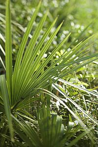 Fan palms