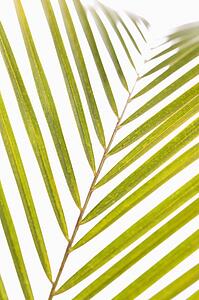 Palm frond with white background