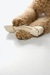 Goldendoodle dog front paws holding bone