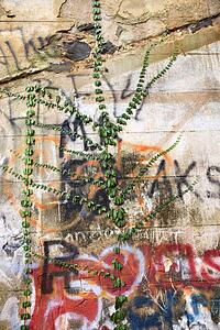 Concrete wall covered with graffiti and plant growth