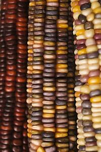 Close-up of three multicolored ears of Indian corn