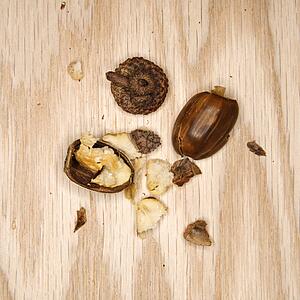 Crushed acorn on wood