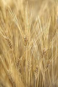 Field of wheat plants growing in Tuscany, Italy