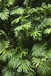 Ginger plant in the rain forest of Maui, Hawaii, USA