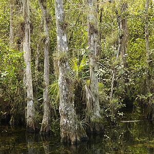 Cypress trees in wetland of Everglades National Park, Florida, USA