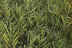 Close-up of overgrown grass and weeds in Tuscany, Italy