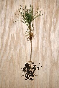 Up rooted pine sapling with roots exposed