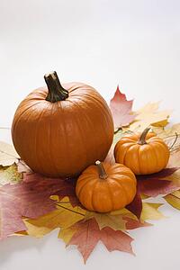 Still life of orange pumpkins sitting on group of Maple leaves in Fall color against white background