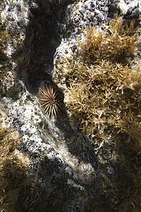 Underwater view of sea urchin and vegetation on rock in Maui, Hawaii, USA.