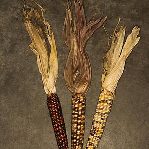 Three ears of multicolored Indian corn