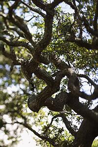 Live oak tree