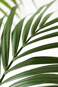 Palm frond