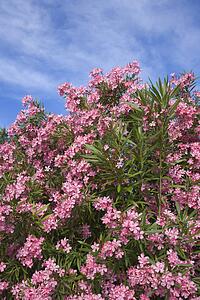 Flowering pink Oleander bush against blue sky