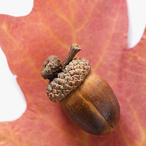 Still life of acorn on red oak leaf
