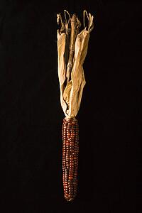 Ear of multicolored Indian corn against black background